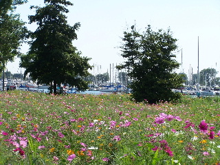 photo from Montrose Harbor